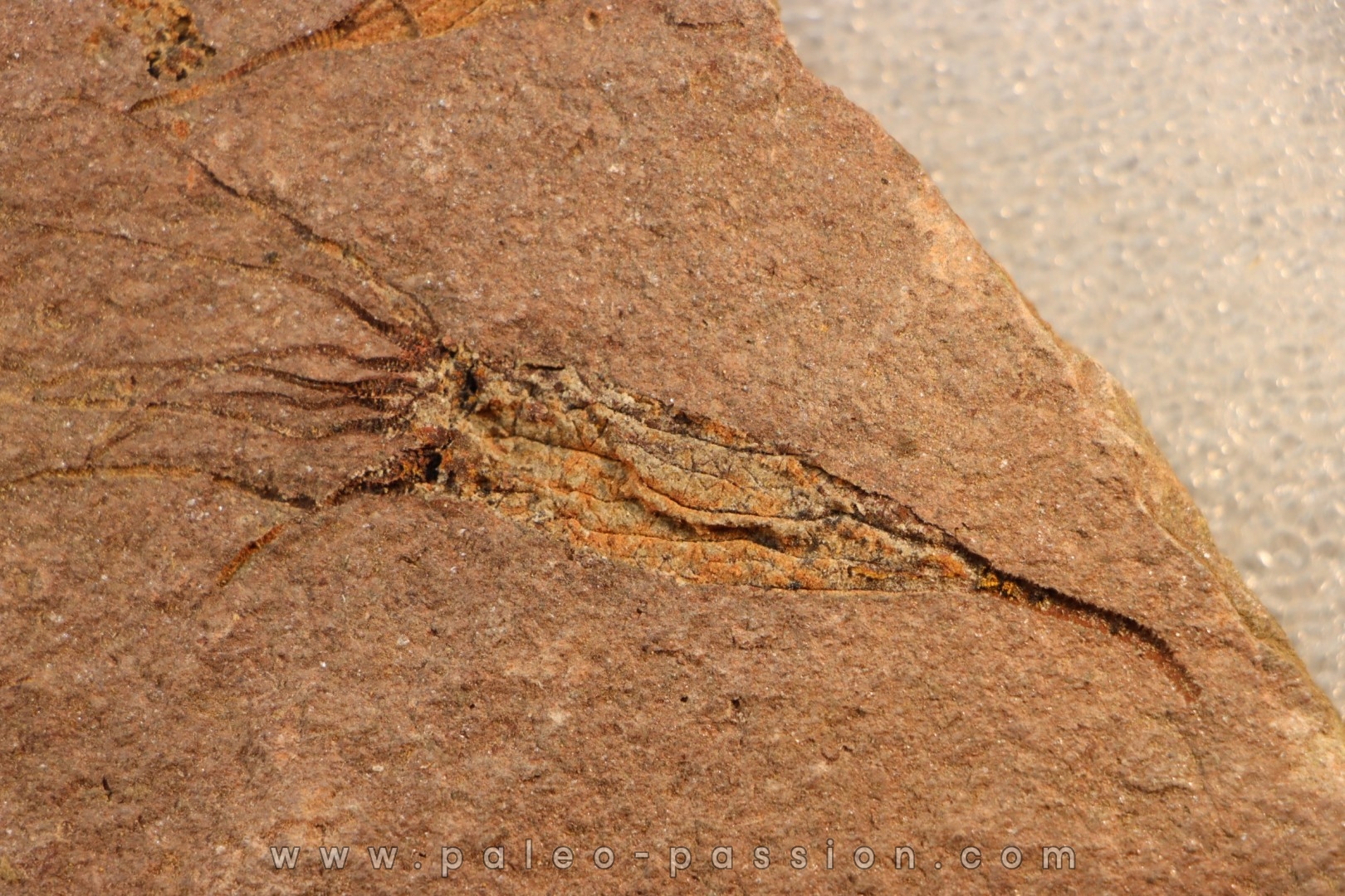 EOCRINOIDES: dalle à ASCOCYSTITES - Sandbien - ordovicien sup. - Bou Nemrou, Erfoud, Maroc