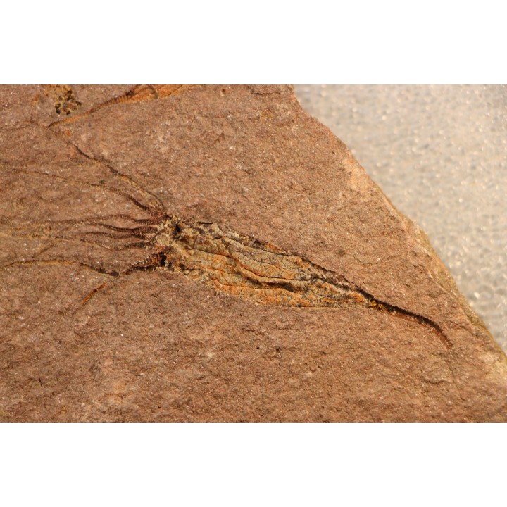 EOCRINOIDES: dalle à  ASCOCYSTITES - Sandbien - ordovicien sup. - Bou Nemrou, Erfoud, Maroc