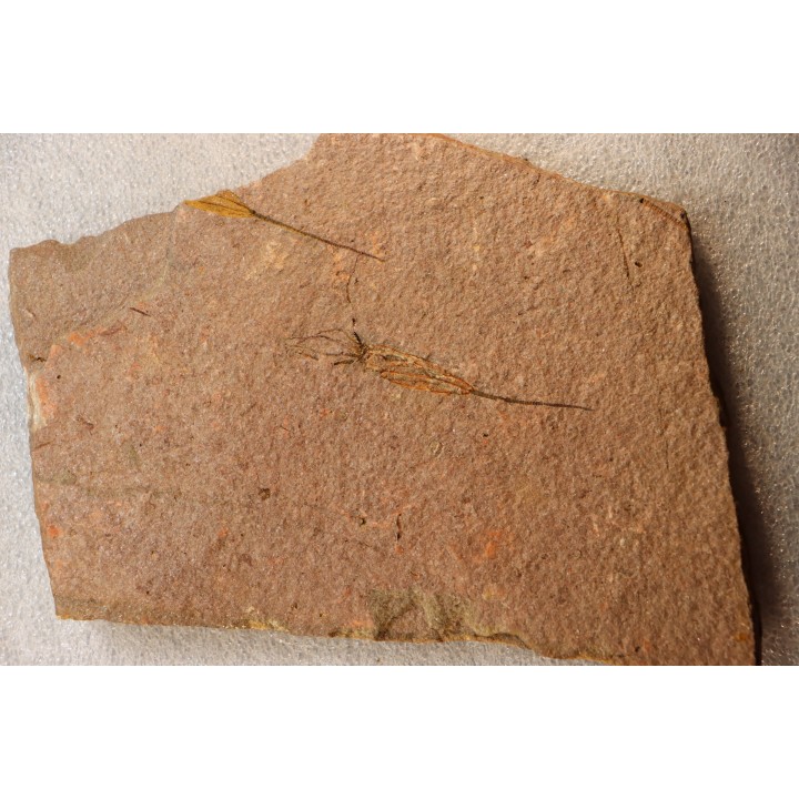 EOCRINOIDES: plate with  ASCOCYSTITES - Sandbian - upper ordovician - Bou Nemrou, Arfoud, Morocco