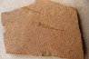 EOCRINOIDES: dalle à  ASCOCYSTITES - Sandbien - ordovicien sup. - Bou Nemrou, Erfoud, Maroc