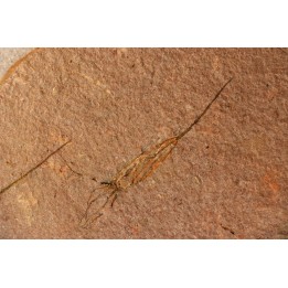 EOCRINOIDES: plate with  ASCOCYSTITES - Sandbian - upper ordovician - Bou Nemrou, Arfoud, Morocco