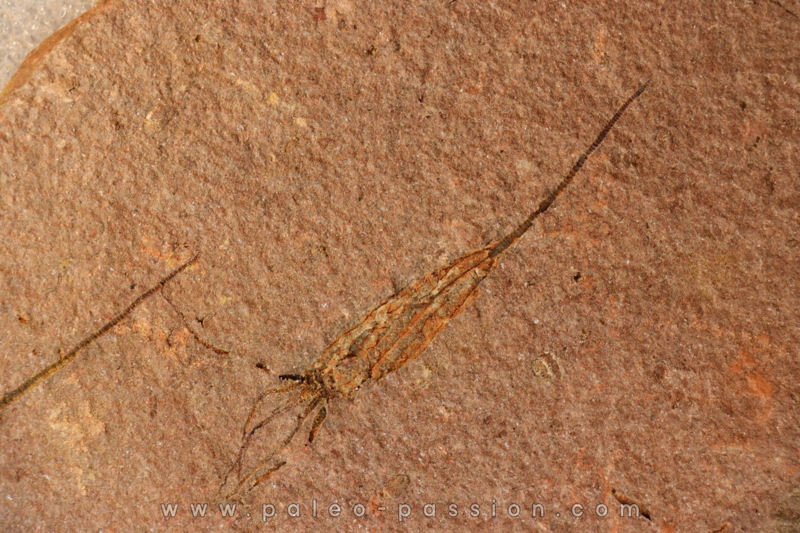 EOCRINOIDES: plate with ASCOCYSTITES - Sandbian - upper ordovician - Bou Nemrou, Arfoud, Morocco