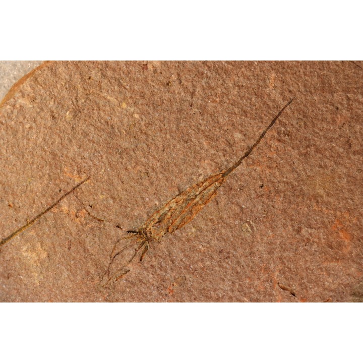 EOCRINOIDES: dalle à  ASCOCYSTITES - Sandbien - ordovicien sup. - Bou Nemrou, Erfoud, Maroc