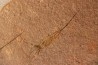 EOCRINOIDES: dalle à  ASCOCYSTITES - Sandbien - ordovicien sup. - Bou Nemrou, Erfoud, Maroc