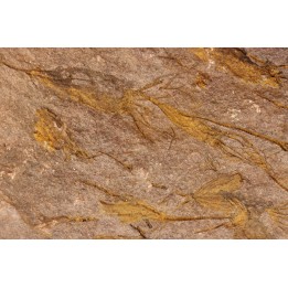 EOCRINOIDES: plate with  ASCOCYSTITES - Sandbian - upper ordovician - Bou Nemrou, Arfoud, Morocco