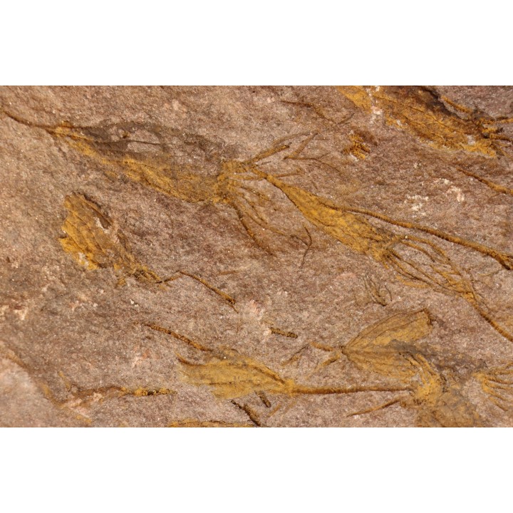 EOCRINOIDES: dalle à  ASCOCYSTITES - Sandbien - ordovicien sup. - Bou Nemrou, Erfoud, Maroc