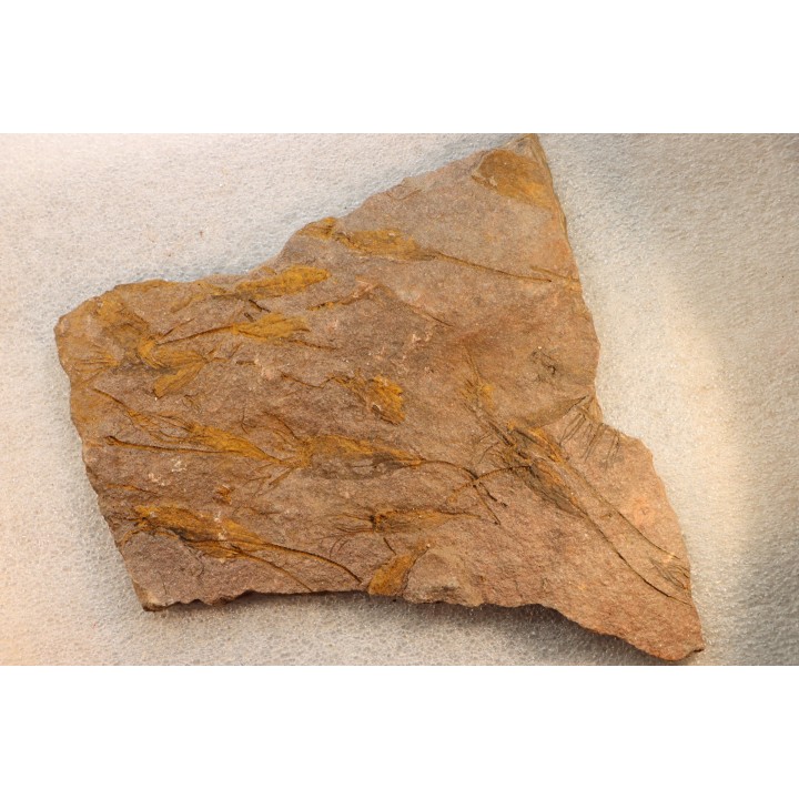 EOCRINOIDES: dalle à  ASCOCYSTITES - Sandbien - ordovicien sup. - Bou Nemrou, Erfoud, Maroc