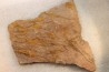EOCRINOIDES: dalle à  ASCOCYSTITES - Sandbien - ordovicien sup. - Bou Nemrou, Erfoud, Maroc