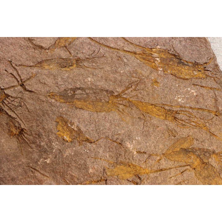 EOCRINOIDES: plate with  ASCOCYSTITES - Sandbian - upper ordovician - Bou Nemrou, Arfoud, Morocco