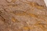 EOCRINOIDES: plate with  ASCOCYSTITES - Sandbian - upper ordovician - Bou Nemrou, Arfoud, Morocco