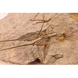 EOCRINOIDES: dalle à  ASCOCYSTITES - Sandbien - ordovicien sup. - Bou Nemrou, Erfoud, Maroc