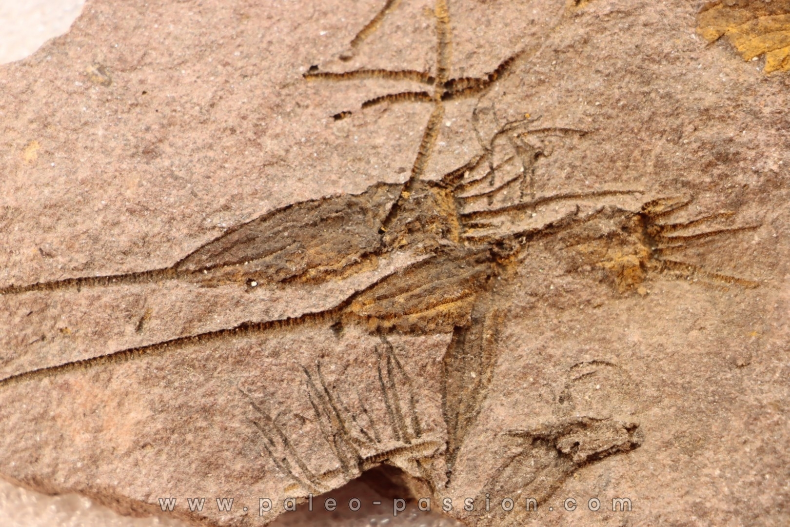 EOCRINOIDES: plate with ASCOCYSTITES - Sandbian - upper ordovician - Bou Nemrou, Arfoud, Morocco