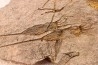 EOCRINOIDES: dalle à ASCOCYSTITES - Sandbien - ordovicien sup. - Bou Nemrou, Erfoud, Maroc