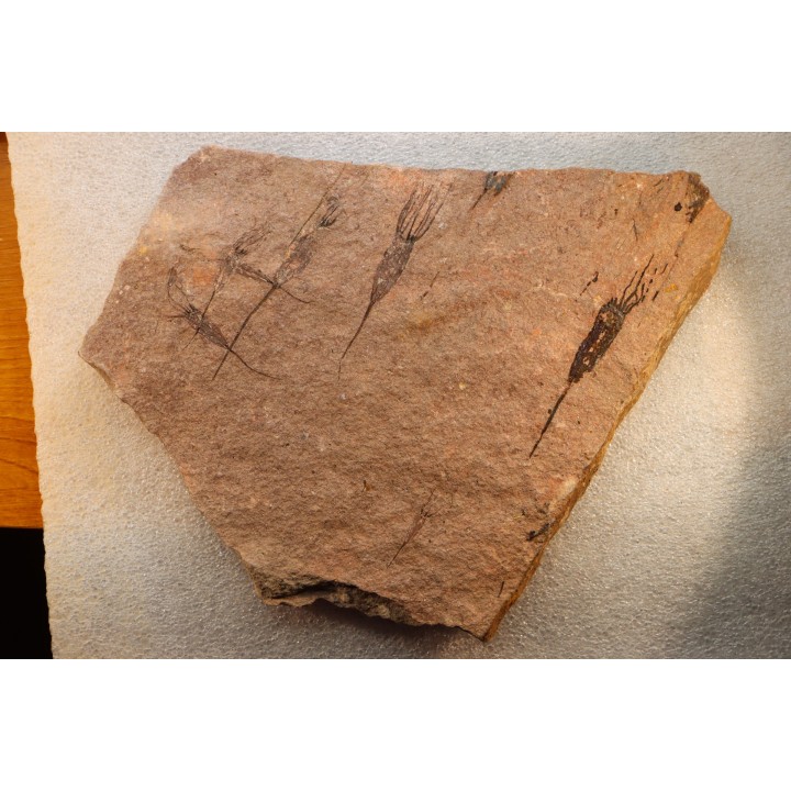 EOCRINOIDES: plate with  ASCOCYSTITES - Sandbian - upper ordovician - Bou Nemrou, Arfoud, Morocco