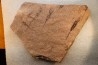 EOCRINOIDES: plate with ASCOCYSTITES - Sandbian - upper ordovician - Bou Nemrou, Arfoud, Morocco
