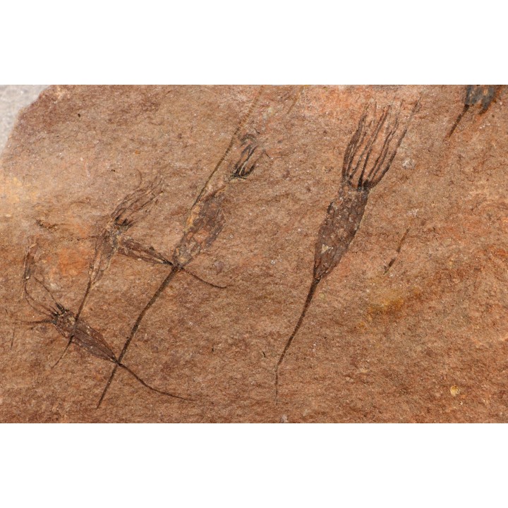 EOCRINOIDES: plate with  ASCOCYSTITES - Sandbian - upper ordovician - Bou Nemrou, Arfoud, Morocco