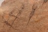 EOCRINOIDES: dalle à ASCOCYSTITES - Sandbien - ordovicien sup. - Bou Nemrou, Erfoud, Maroc