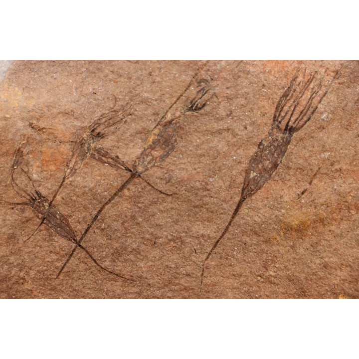 EOCRINOIDES: plate with  ASCOCYSTITES - Sandbian - upper ordovician - Bou Nemrou, Arfoud, Morocco