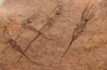 EOCRINOIDES: dalle à ASCOCYSTITES - Sandbien - ordovicien sup. - Bou Nemrou, Erfoud, Maroc