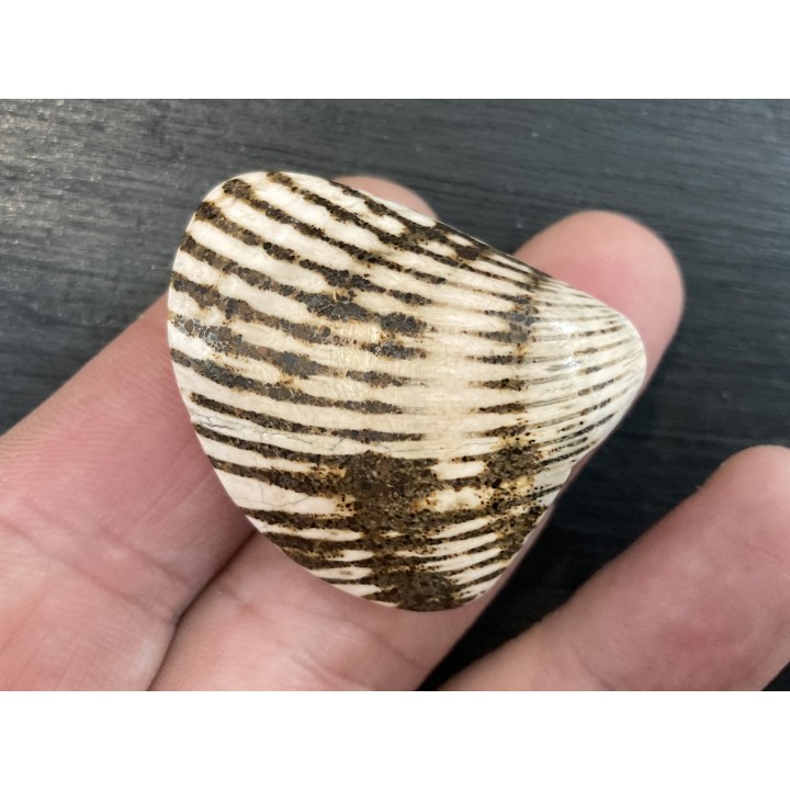 fossile de bivalve en rhodocrosite  Arcicardium acardo  pliocene  Kerch peninsula, Crimée, UKRAINE