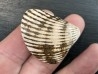 fossile de bivalve en rhodocrosite  Arcicardium acardo  pliocene  Kerch peninsula, Crimée, UKRAINE