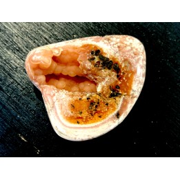 fossile de bivalve en rhodocrosite  Arcicardium acardo  pliocene  Kerch peninsula, Crimée, UKRAINE