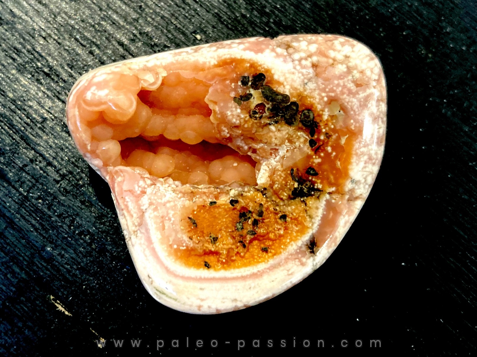 fossile de bivalve en rhodocrosite Arcicardium acardo pliocene Kerch peninsula, Crimea, UKRAINE