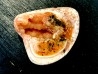 fossile de bivalve en rhodocrosite Arcicardium acardo pliocene Kerch peninsula, Crimea, UKRAINE