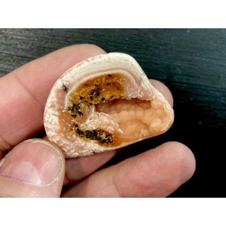 fossile de bivalve en rhodocrosite  Arcicardium acardo  pliocene  Kerch peninsula, Crimea, UKRAINE