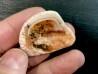 fossile de bivalve en rhodocrosite  Arcicardium acardo  pliocene  Kerch peninsula, Crimée, UKRAINE