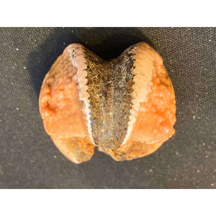 fossile de bivalve en rhodocrosite  Arcicardium acardo  pliocene  Kerch peninsula, Crimea, UKRAINE