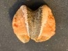fossile de bivalve en rhodocrosite  Arcicardium acardo  pliocene  Kerch peninsula, Crimea, UKRAINE