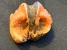 fossile de bivalve en rhodocrosite  Arcicardium acardo  pliocene  Kerch peninsula, Crimea, UKRAINE