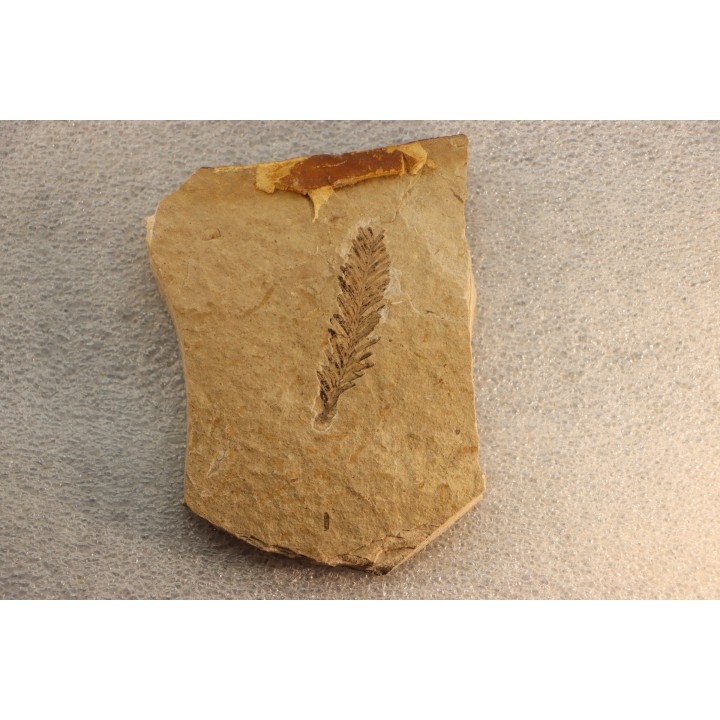 Metasequoia - Eocene - Colombie-Britanique - Canada