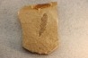 Metasequoia - Eocene - Colombie-Britanique - Canada