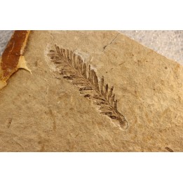 Metasequoia - Eocene - Colombie-Britanique - Canada