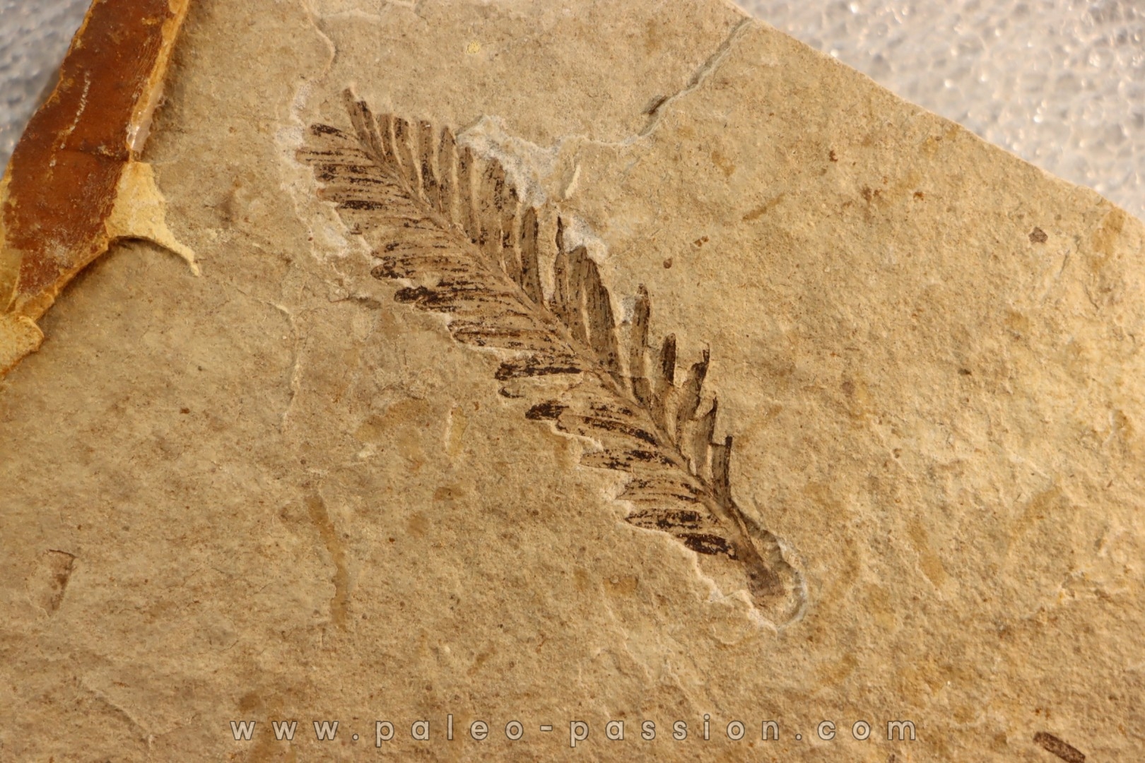 Metasequoia - Eocene - Colombie-Britanique - Canada