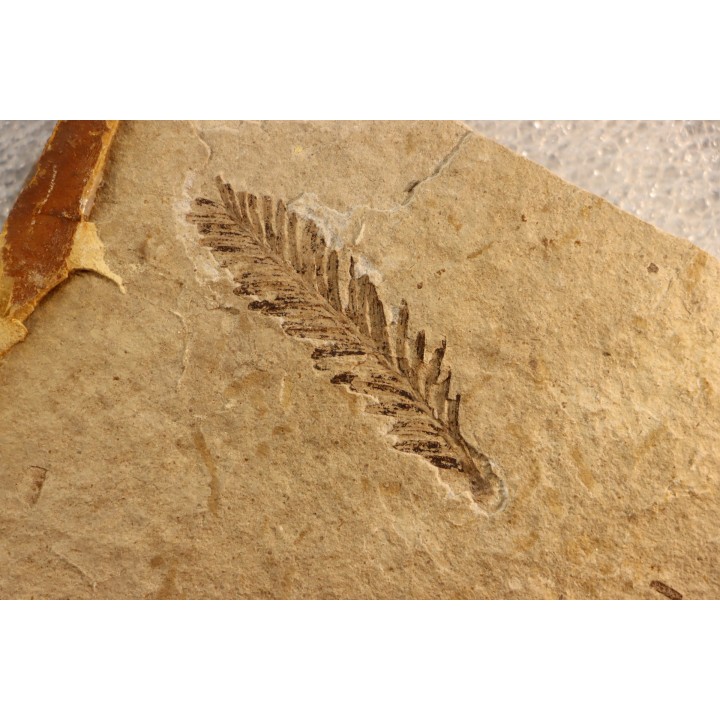 Metasequoia - Eocene - British Colombia - Canada