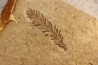 Metasequoia - Eocene - British Colombia - Canada
