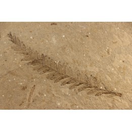 Metasequoia - Eocene - Colombie-Britanique - Canada