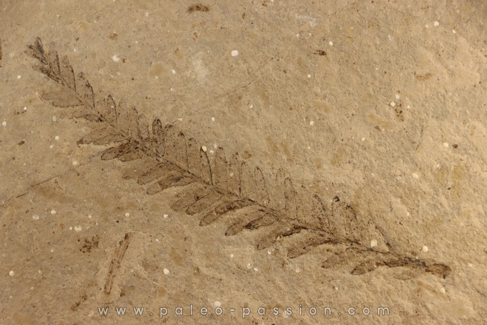 Metasequoia - Eocene - Colombie-Britanique - Canada