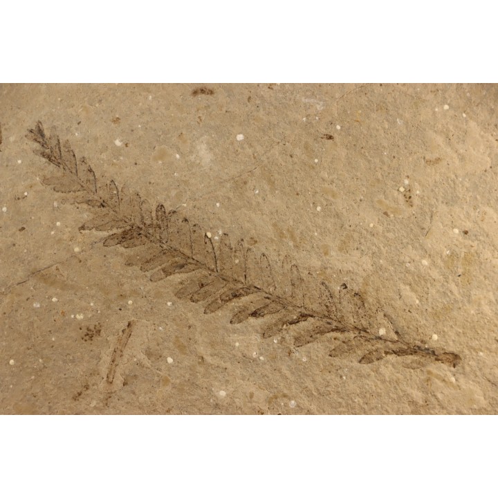 Metasequoia - Eocene - British Colombia - Canada