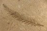 Metasequoia - Eocene - Colombie-Britanique - Canada