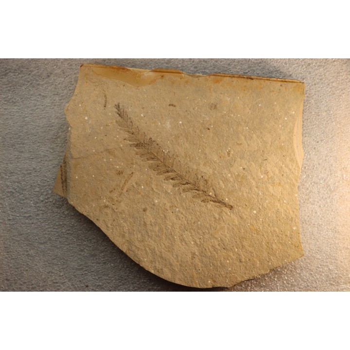 Metasequoia - Eocene - Colombie-Britanique - Canada