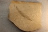 Metasequoia - Eocene - Colombie-Britanique - Canada