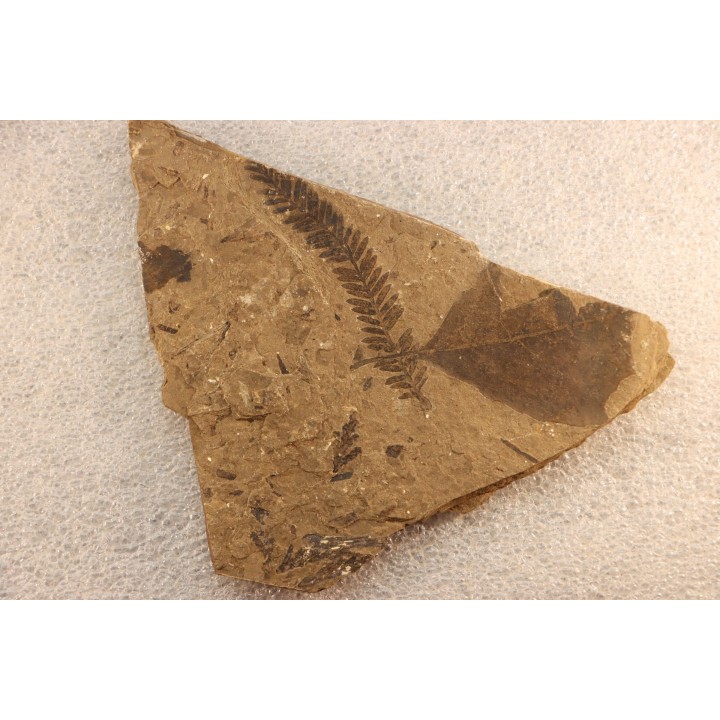 Metasequoia - Eocene - Colombie-Britanique - Canada