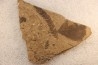 Metasequoia - Eocene - British Colombia - Canada