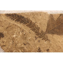 Metasequoia - Eocene - Colombie-Britanique - Canada