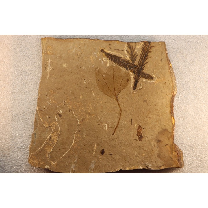 Metasequoia - Eocene - Colombie-Britanique - Canada