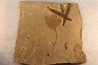 Metasequoia - Eocene - British Colombia - Canada